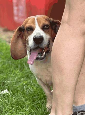 Enlarge Rocko, a ADOPTABLE Beagle in West Decatur, PA image 1/6