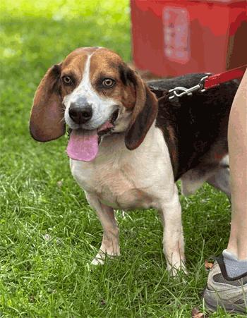 Enlarge Rocko, a ADOPTABLE Beagle in West Decatur, PA image 5/6