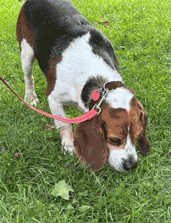 Enlarge Rocko, a ADOPTABLE Beagle in West Decatur, PA image 6/6
