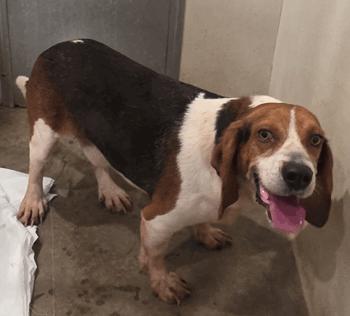 Rocko, a ADOPTABLE Beagle in West Decatur, PA image 3/3