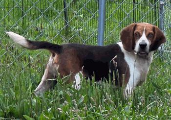 Rocko, a ADOPTABLE Beagle in West Decatur, PA image 2/3