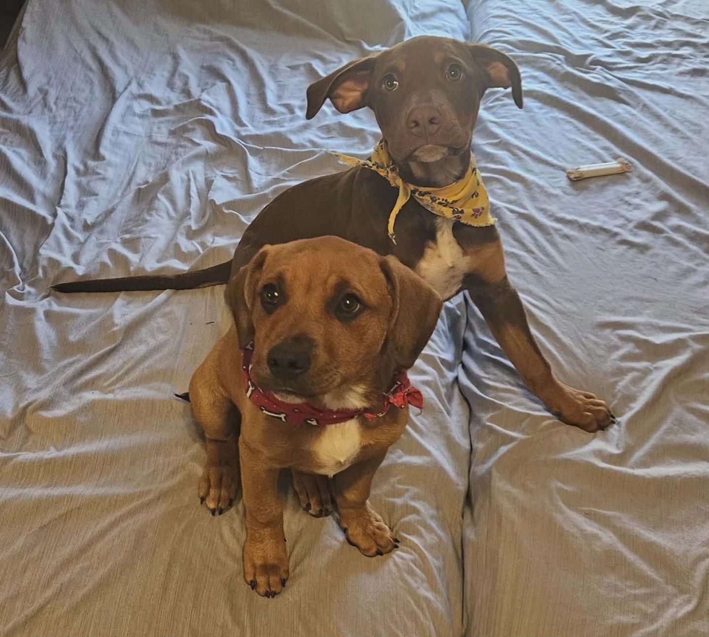 Enlarge Bud, an adopted mixed breed in Albany, NY image 3/4