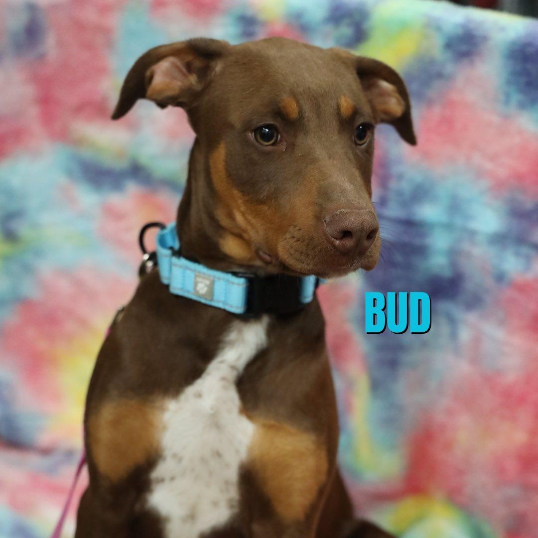 Enlarge Bud, an adopted mixed breed in Albany, NY image 1/4