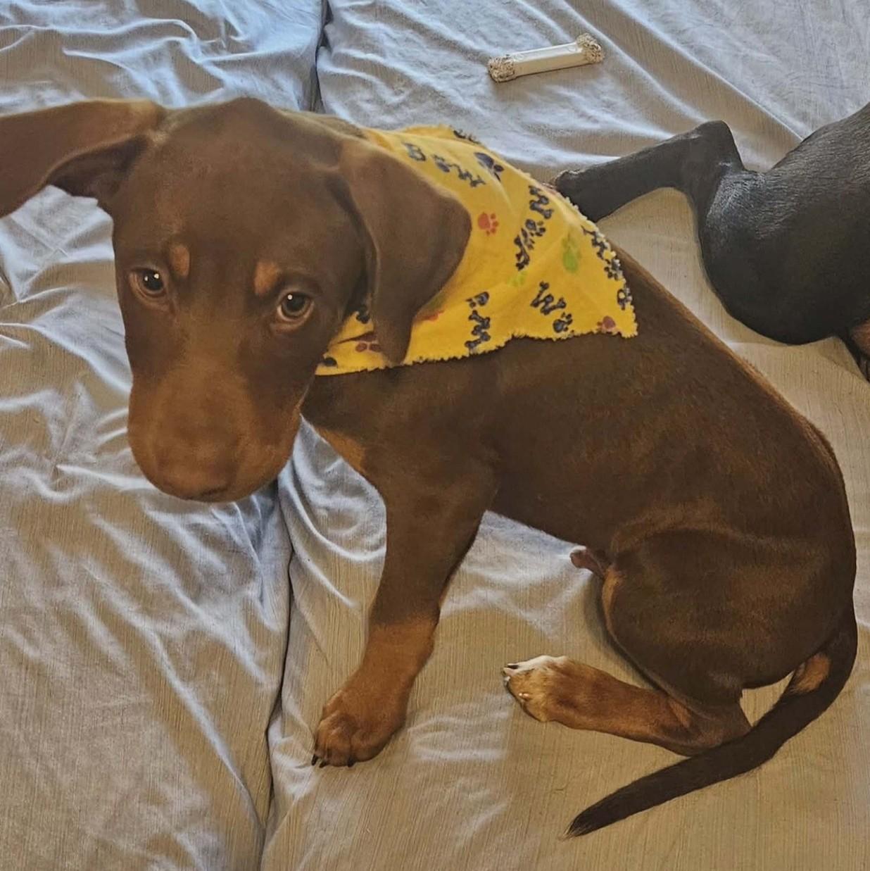 Enlarge Bud, an adopted mixed breed in Albany, NY image 2/4