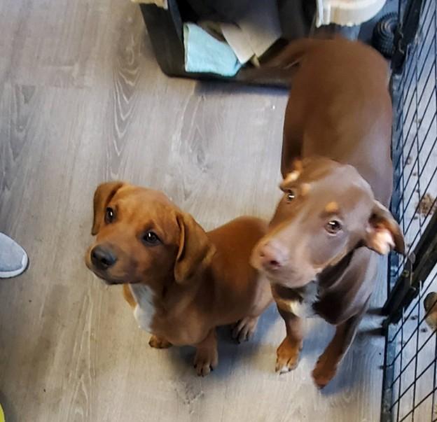 Enlarge Bud, an adopted mixed breed in Albany, NY image 4/4