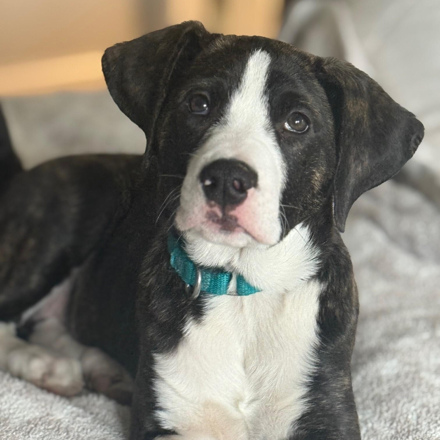 Maebee, a Adoptable Mixed Breed in Canal Winchester, OH image 1/5