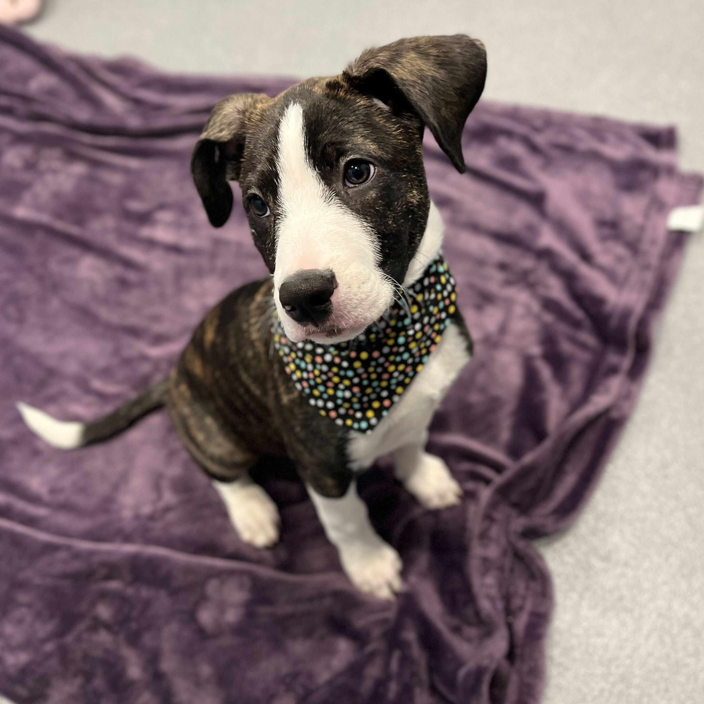 Maebee, Adoptable, Puppy Female Mixed Breed.