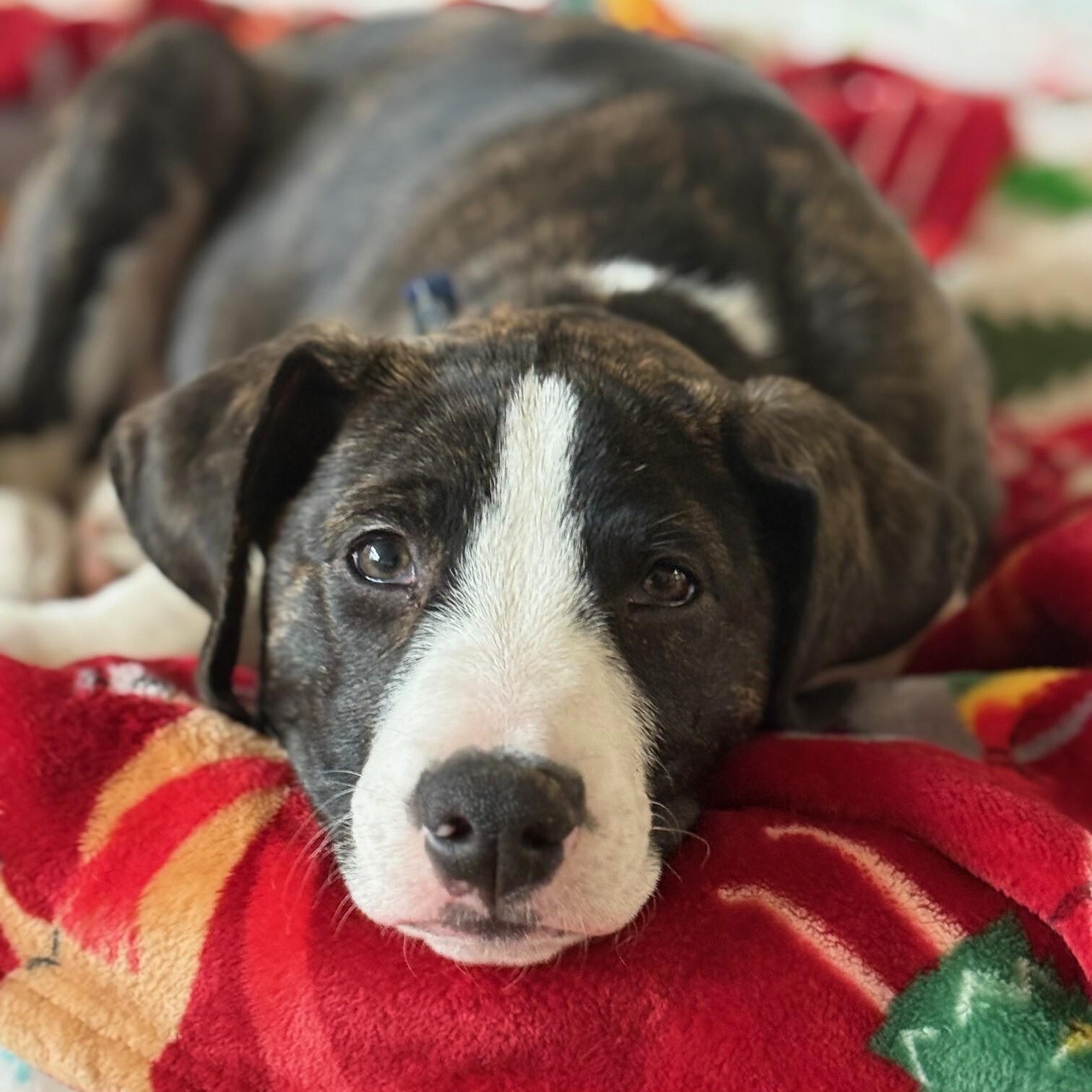Maebee, a Adoptable Mixed Breed in Canal Winchester, OH image 3/5