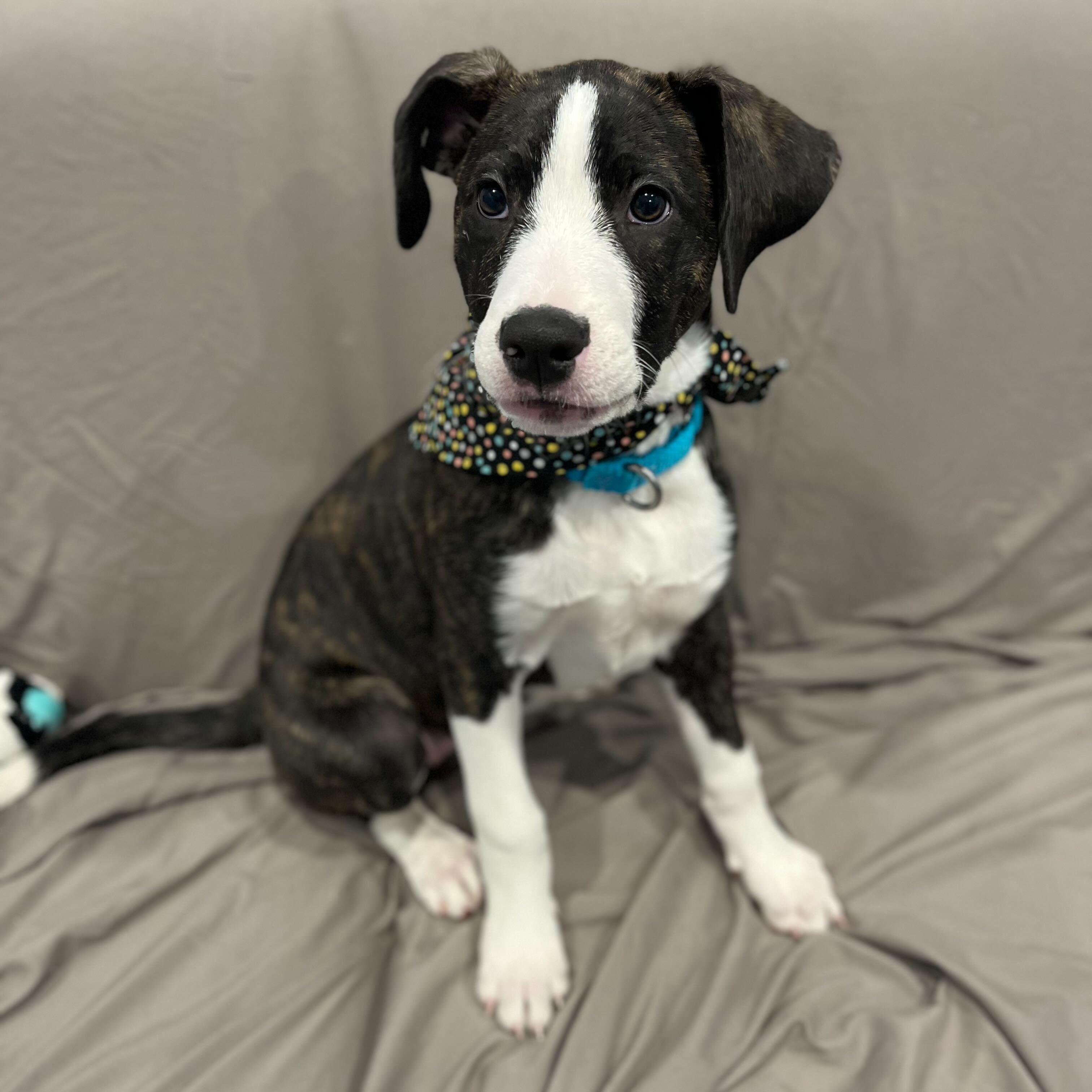 Maebee, a Adoptable Mixed Breed in Canal Winchester, OH image 4/5