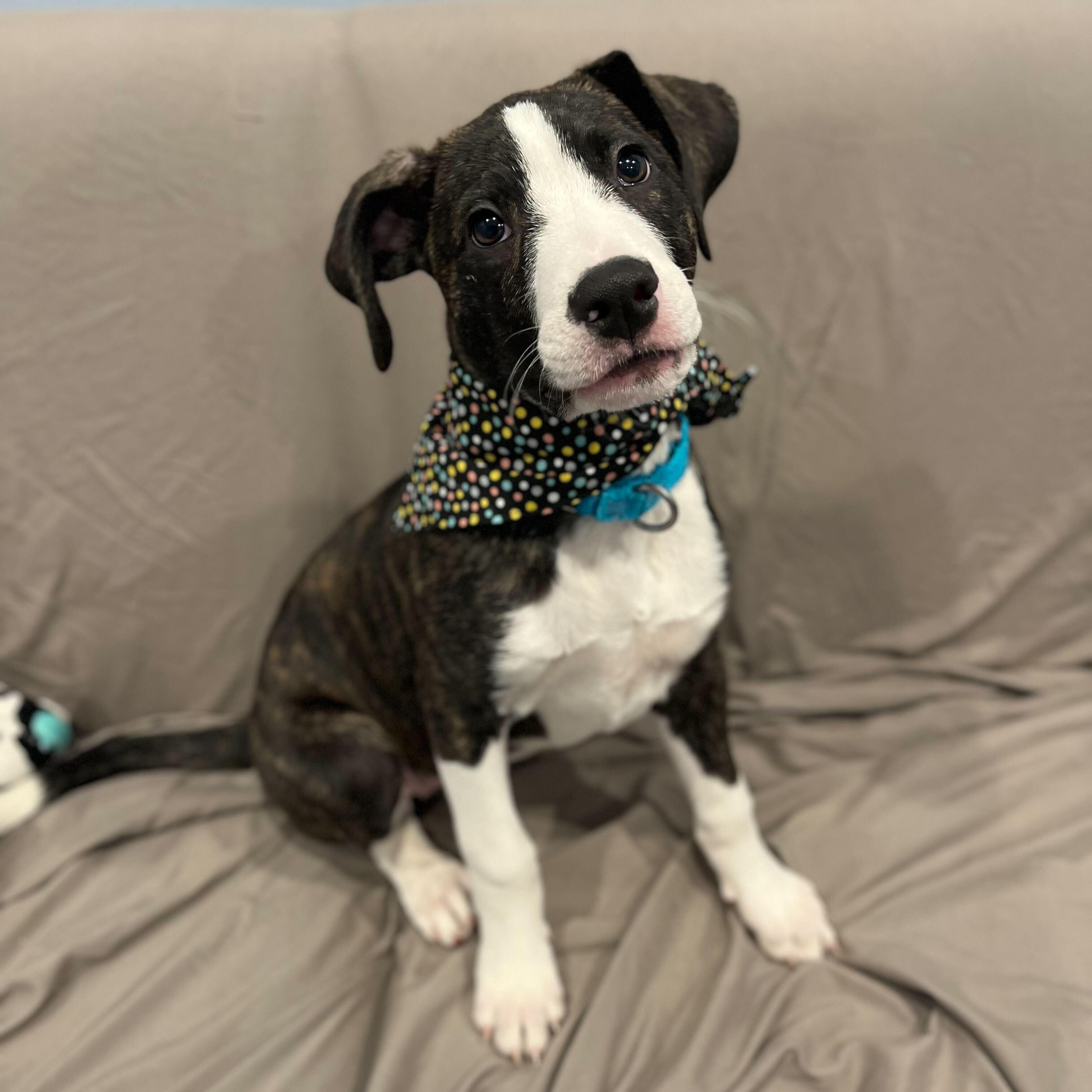 Maebee, a Adoptable Mixed Breed in Canal Winchester, OH image 5/5