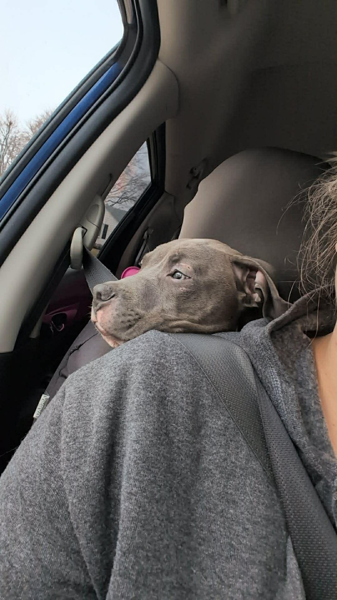 Enlarge Draco, a ADOPTABLE mixed breed in Freeport, IL image 3/5