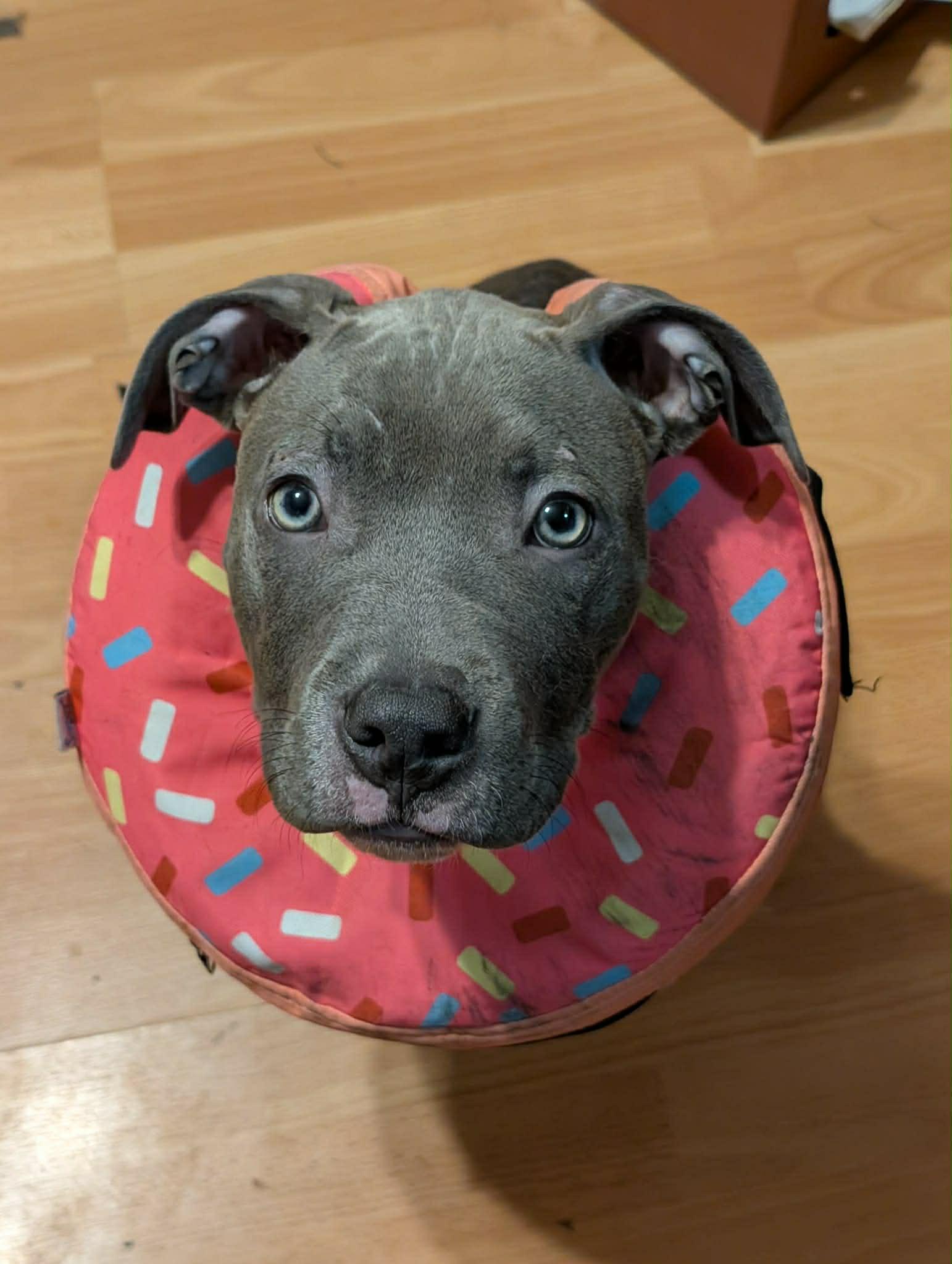 Draco, ADOPTABLE, Puppy Male Pit Bull Terrier.