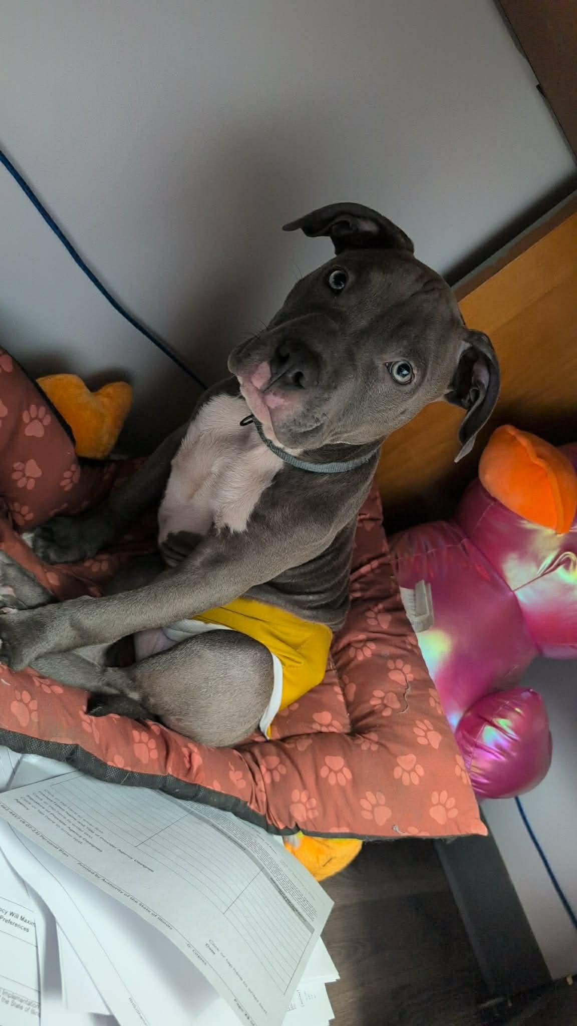 Enlarge Draco, a ADOPTABLE mixed breed in Freeport, IL image 2/5