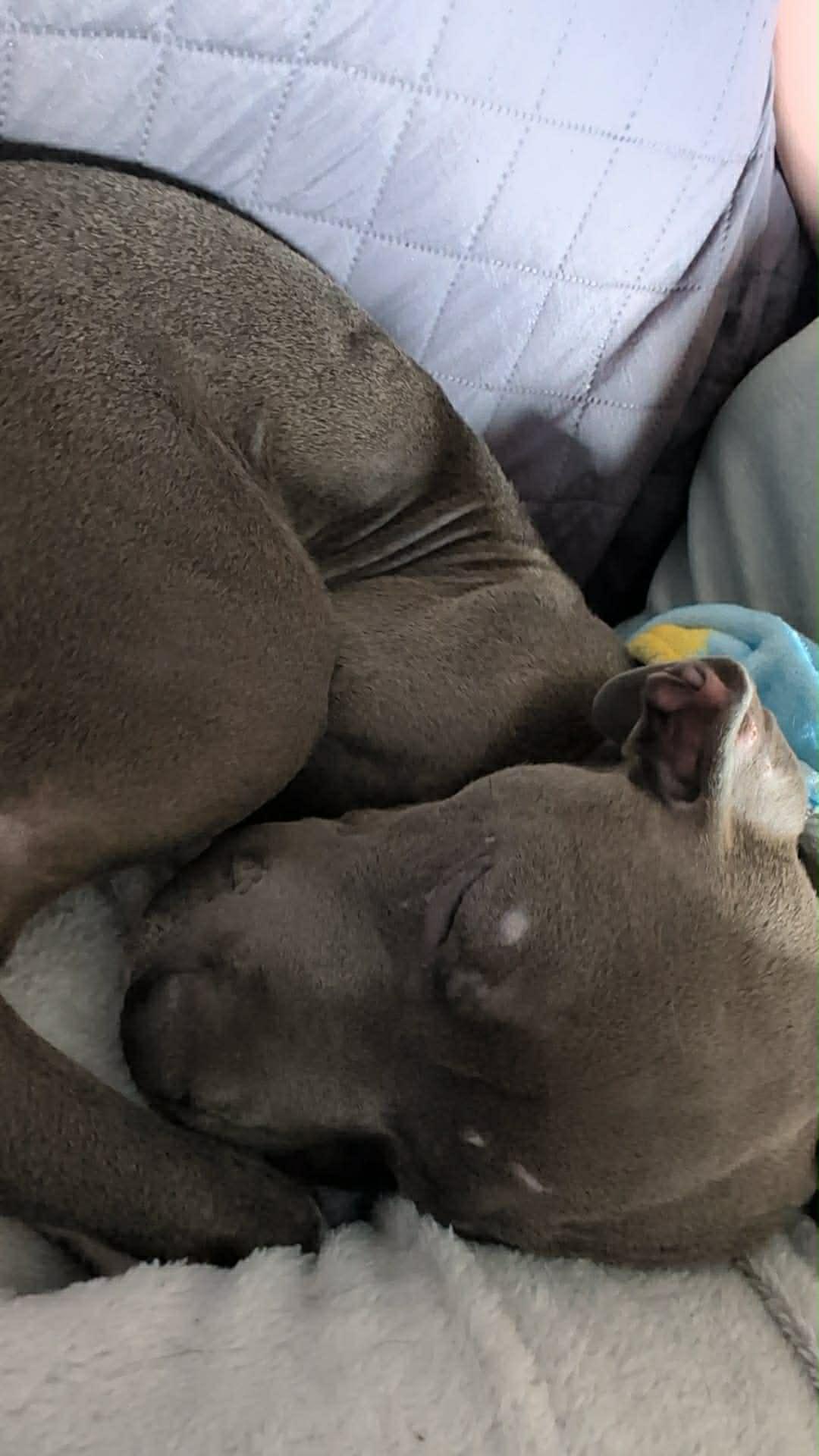 Enlarge Draco, a ADOPTABLE mixed breed in Freeport, IL image 5/5