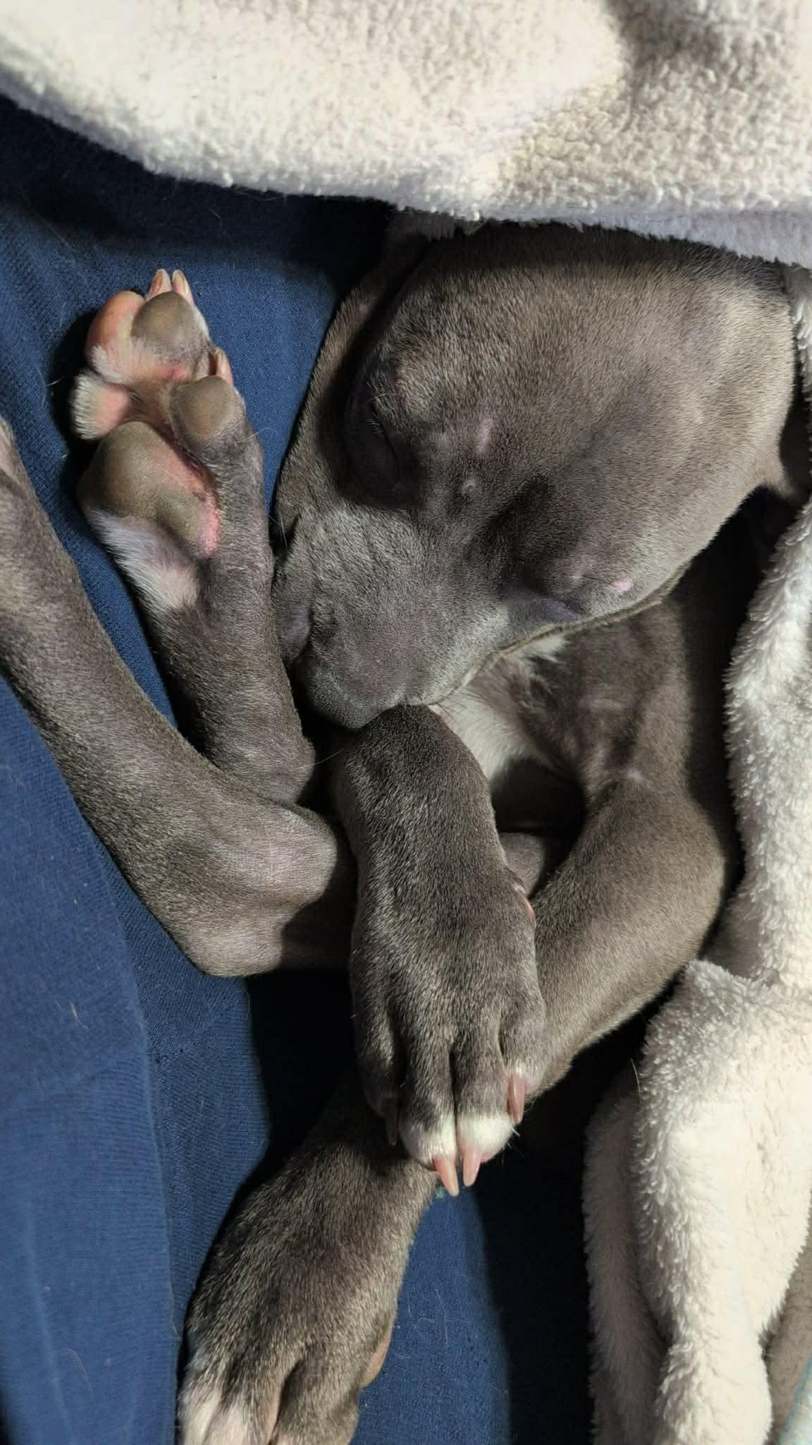 Enlarge Draco, a ADOPTABLE mixed breed in Freeport, IL image 4/5