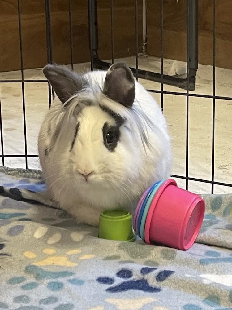 Skittle * Bonded to Starburst, an adoptable mixed breed in Harrisburg, OR image 1/6