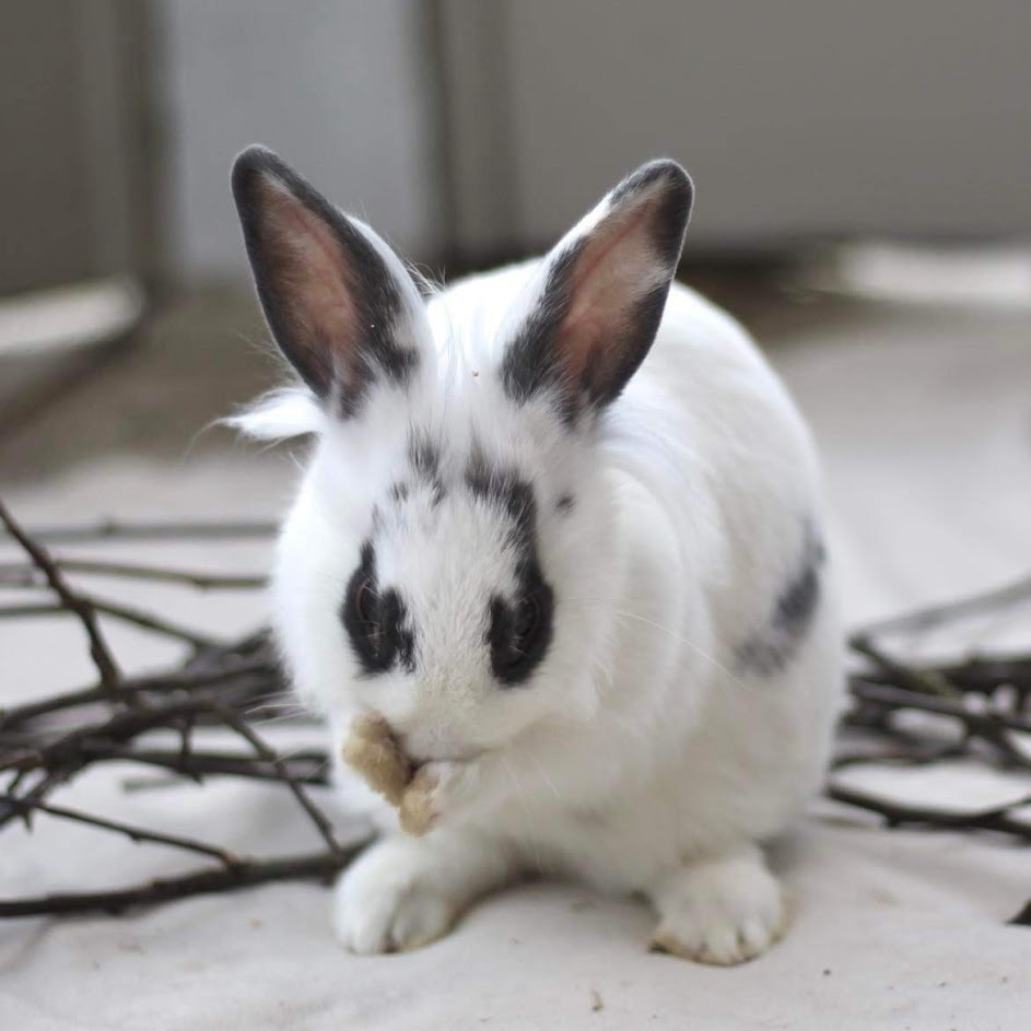 Skittle * Bonded to Starburst, an adoptable mixed breed in Harrisburg, OR image 6/6