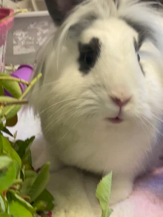 Enlarge Skittle * Bonded to Starburst, an adoptable mixed breed in Harrisburg, OR video 3/6