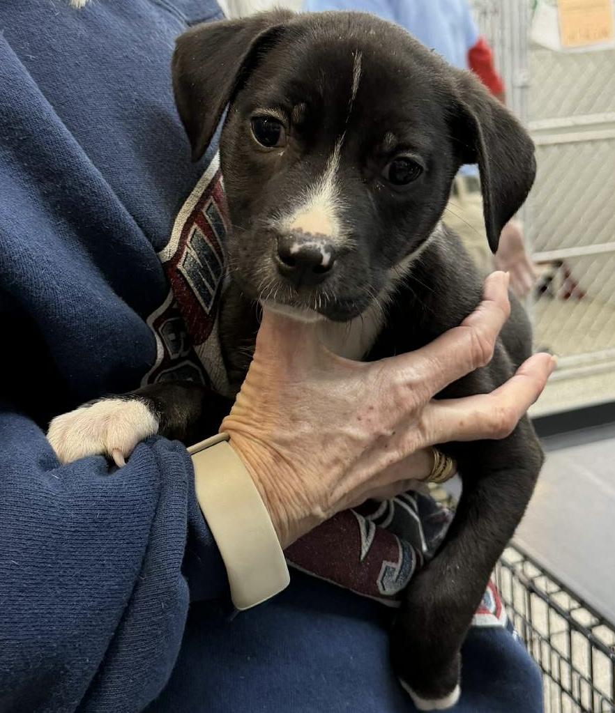 Enlarge Mable, a ADOPTABLE mixed breed in Parma, OH image 1/1