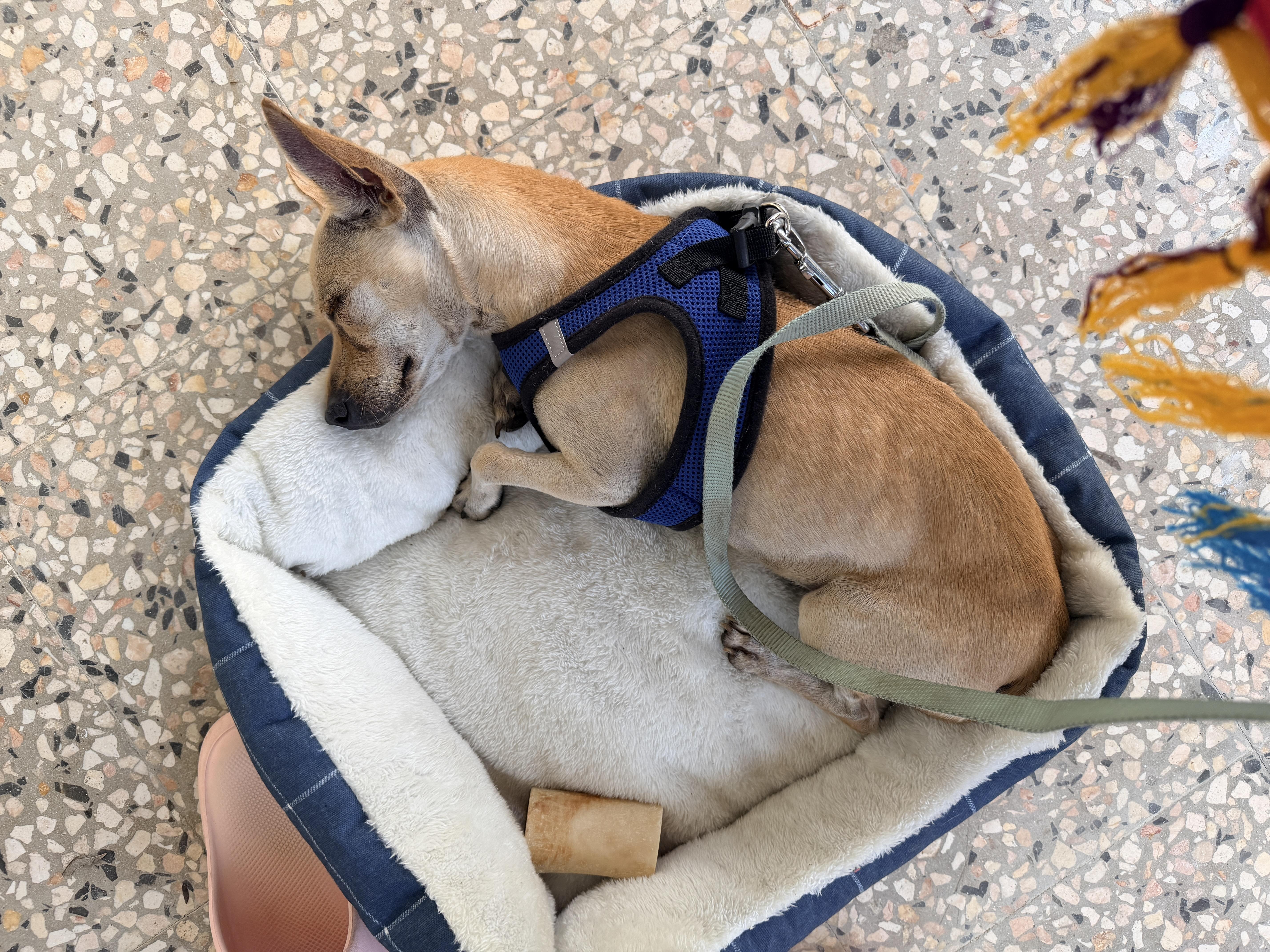 Britney, an adoptable Chihuahua in Milford, NH image 2/6