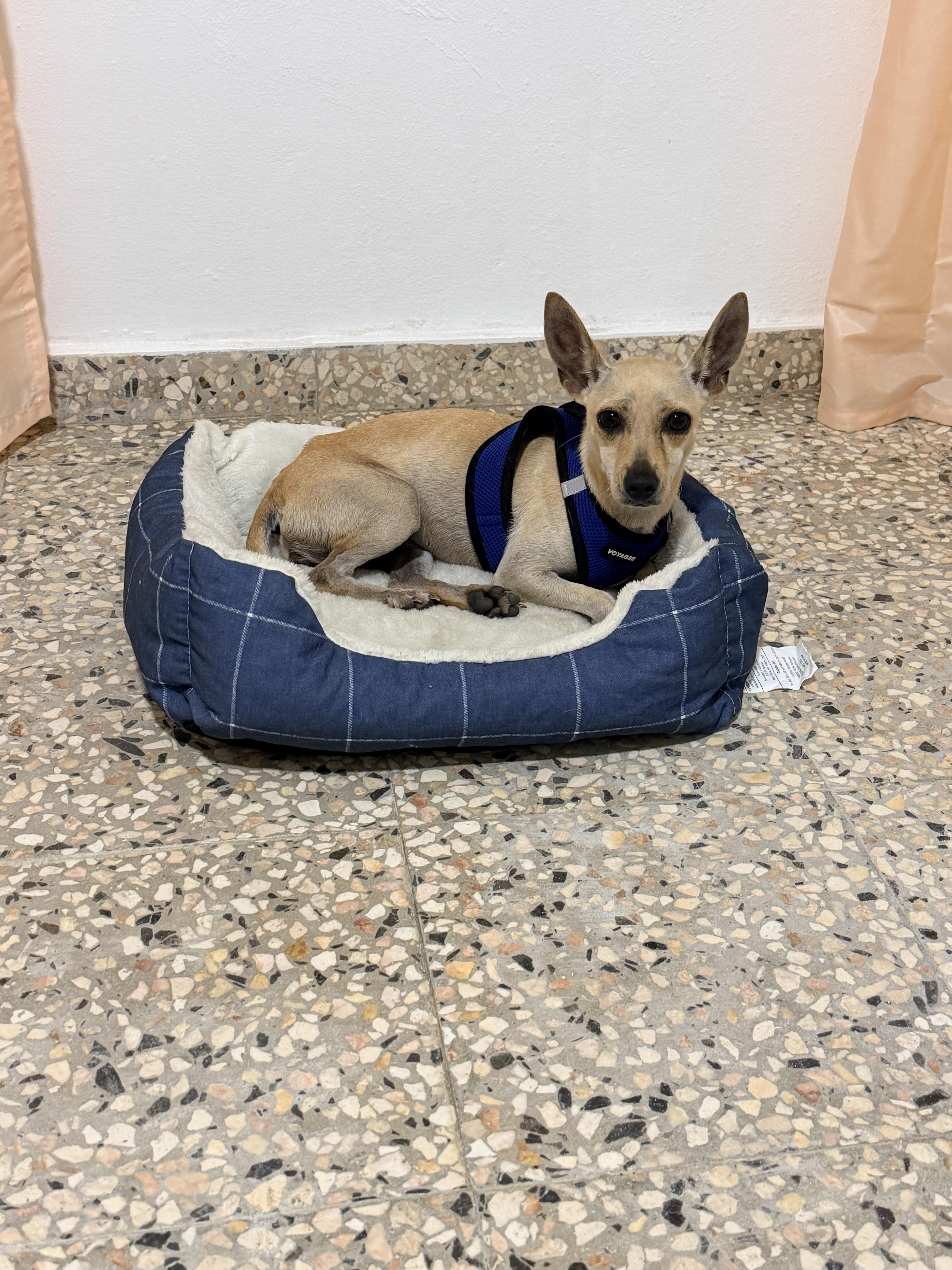 Britney, an adoptable Chihuahua in Milford, NH image 6/6