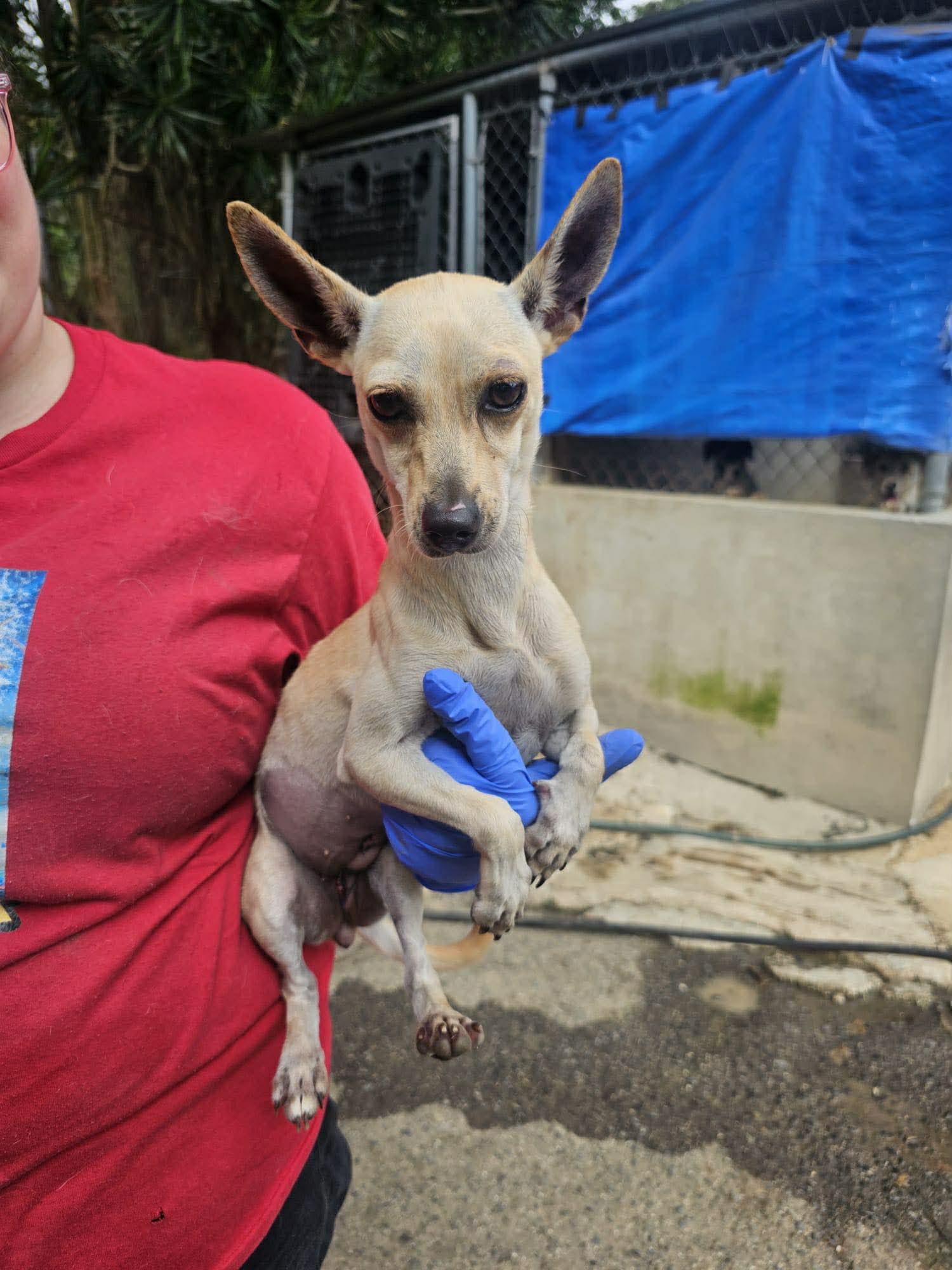 Britney, a ADOPTABLE Chihuahua in Milford, NH image 2/2