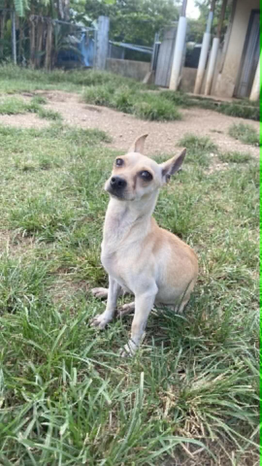 Britney, an adoptable Chihuahua in Milford, NH image 4/6
