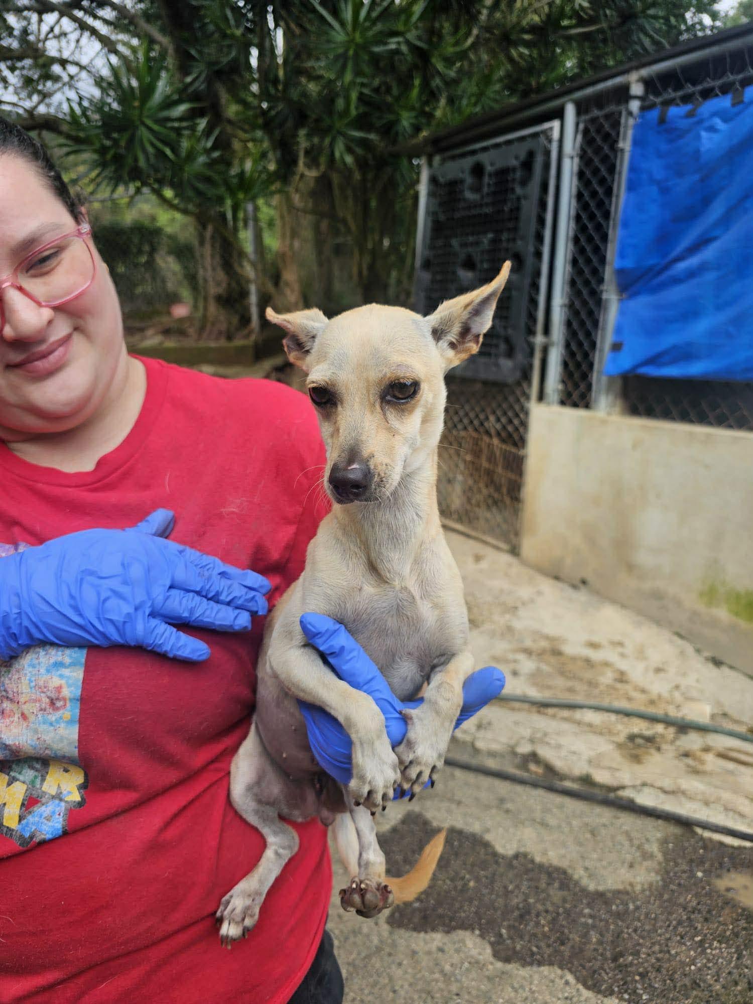 Britney, ADOPTABLE, Young Female Chihuahua.