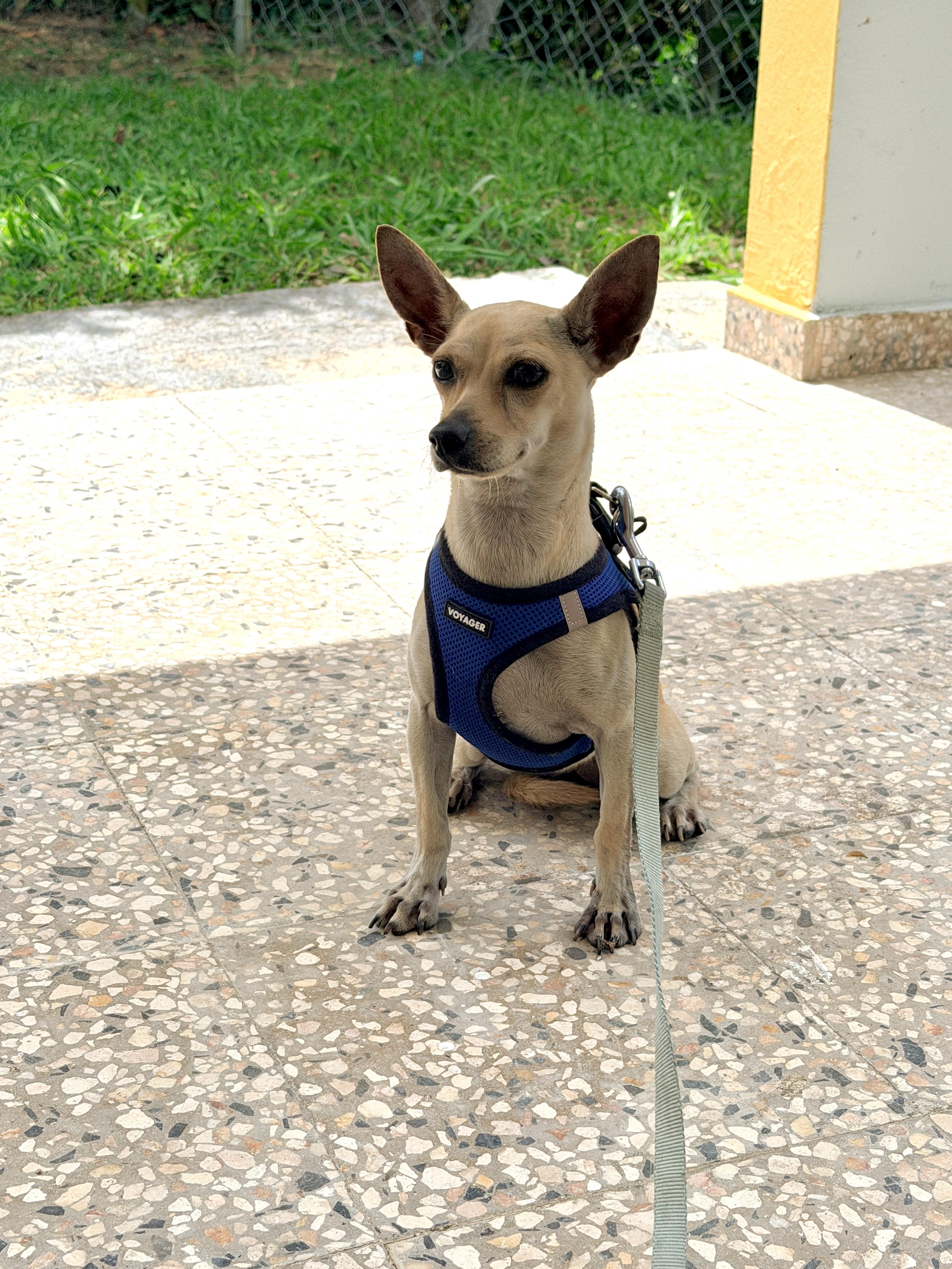 Britney, adoptable, Young Female Chihuahua.