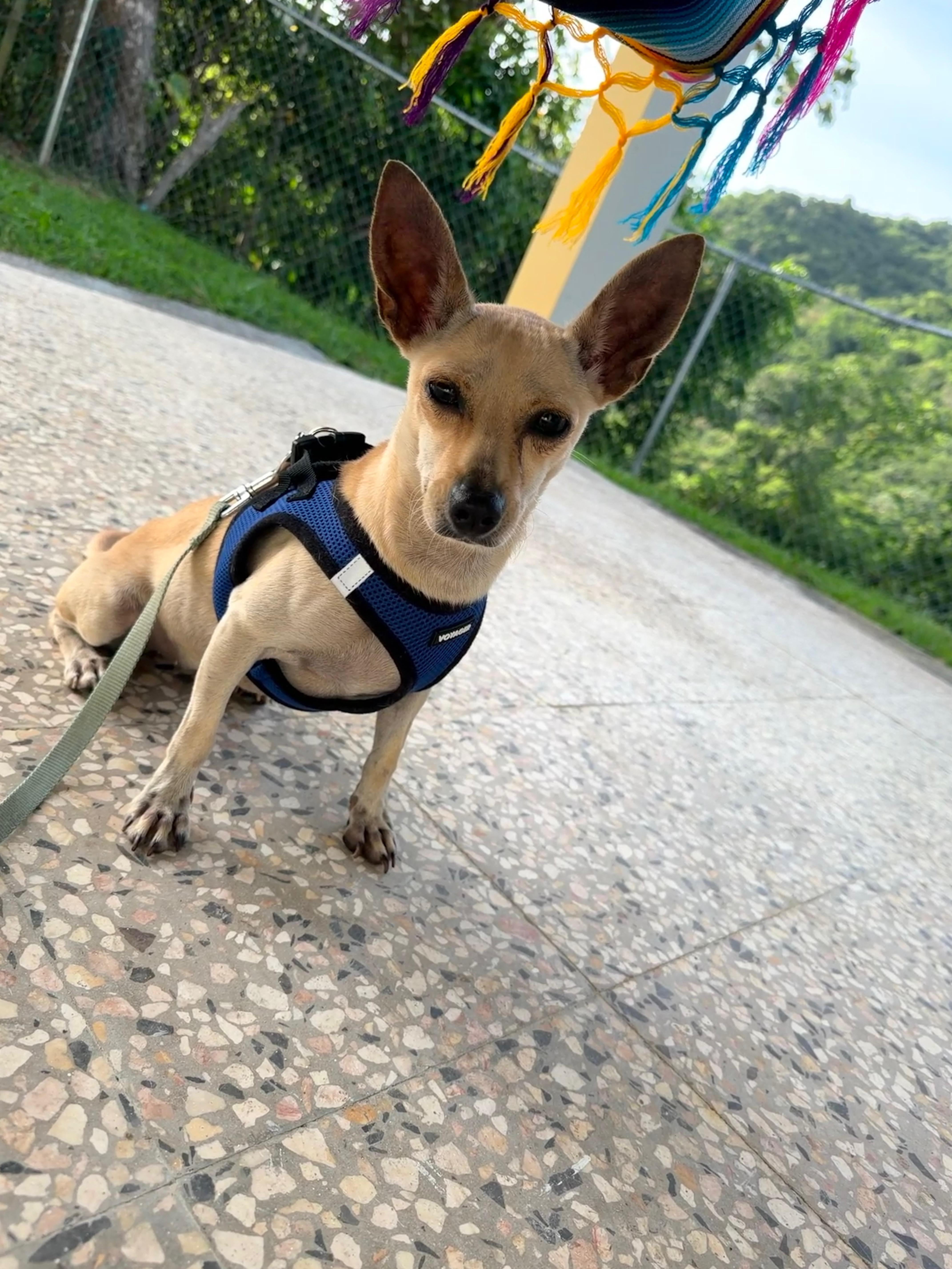 Britney, an adoptable Chihuahua in Milford, NH image 3/6