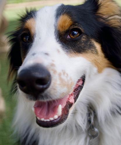 Enlarge Roger, an adoptable mixed breed in Encinitas, CA image 2/2