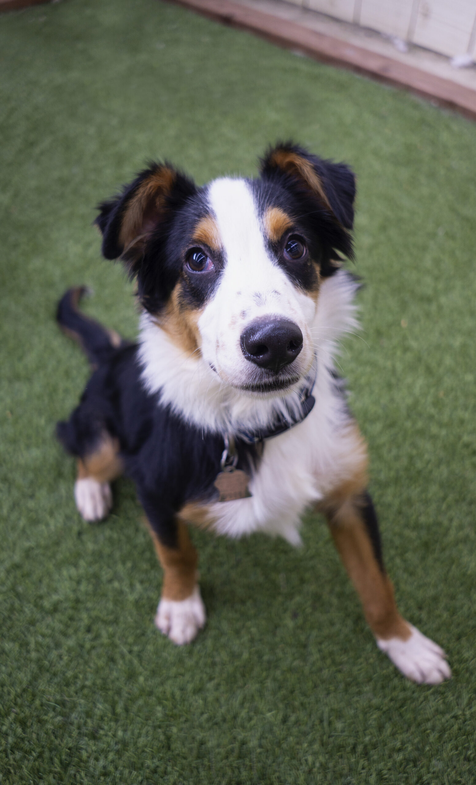 Roger, adoptable, Adult Male Collie.