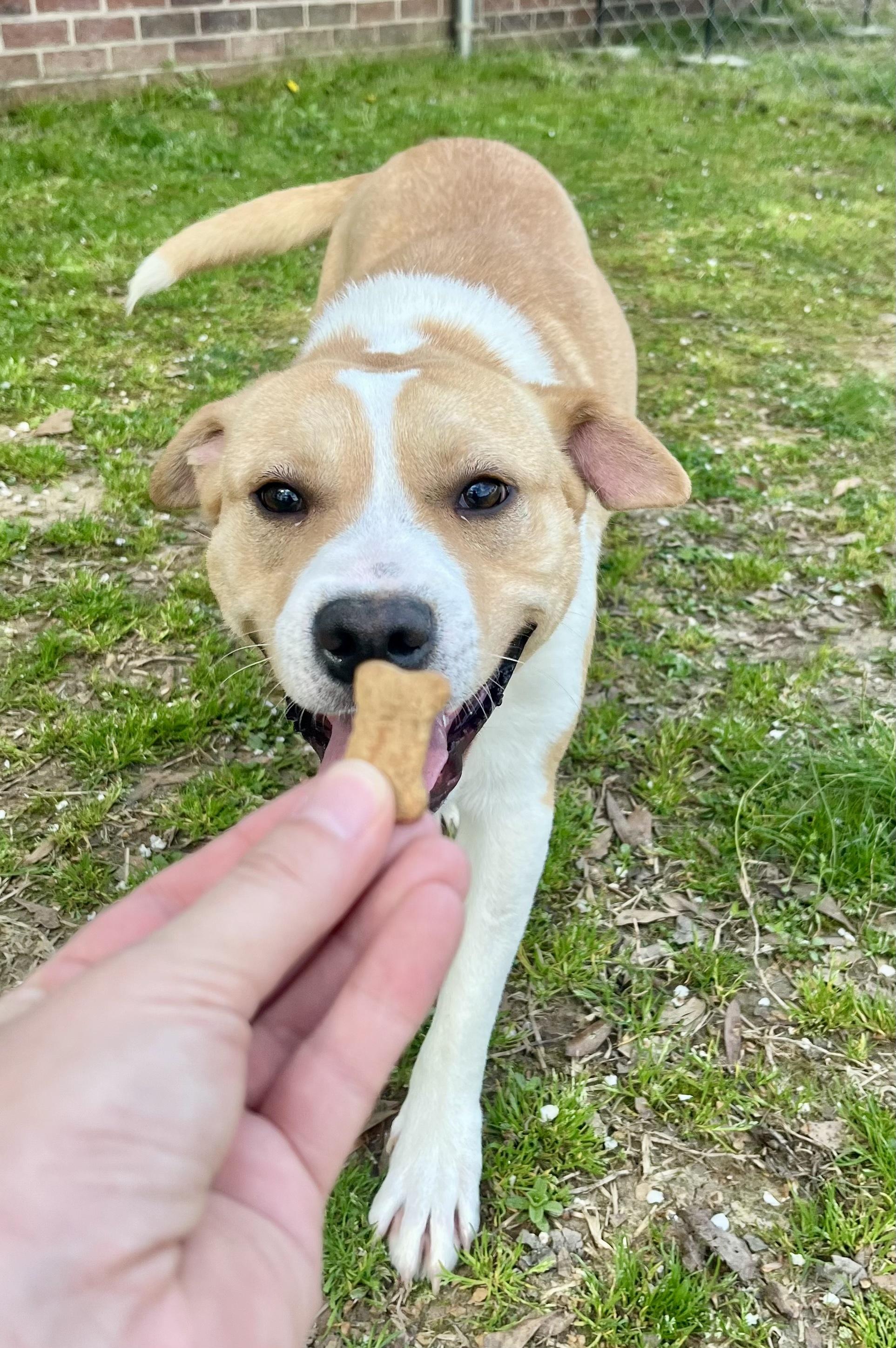 Simba 2