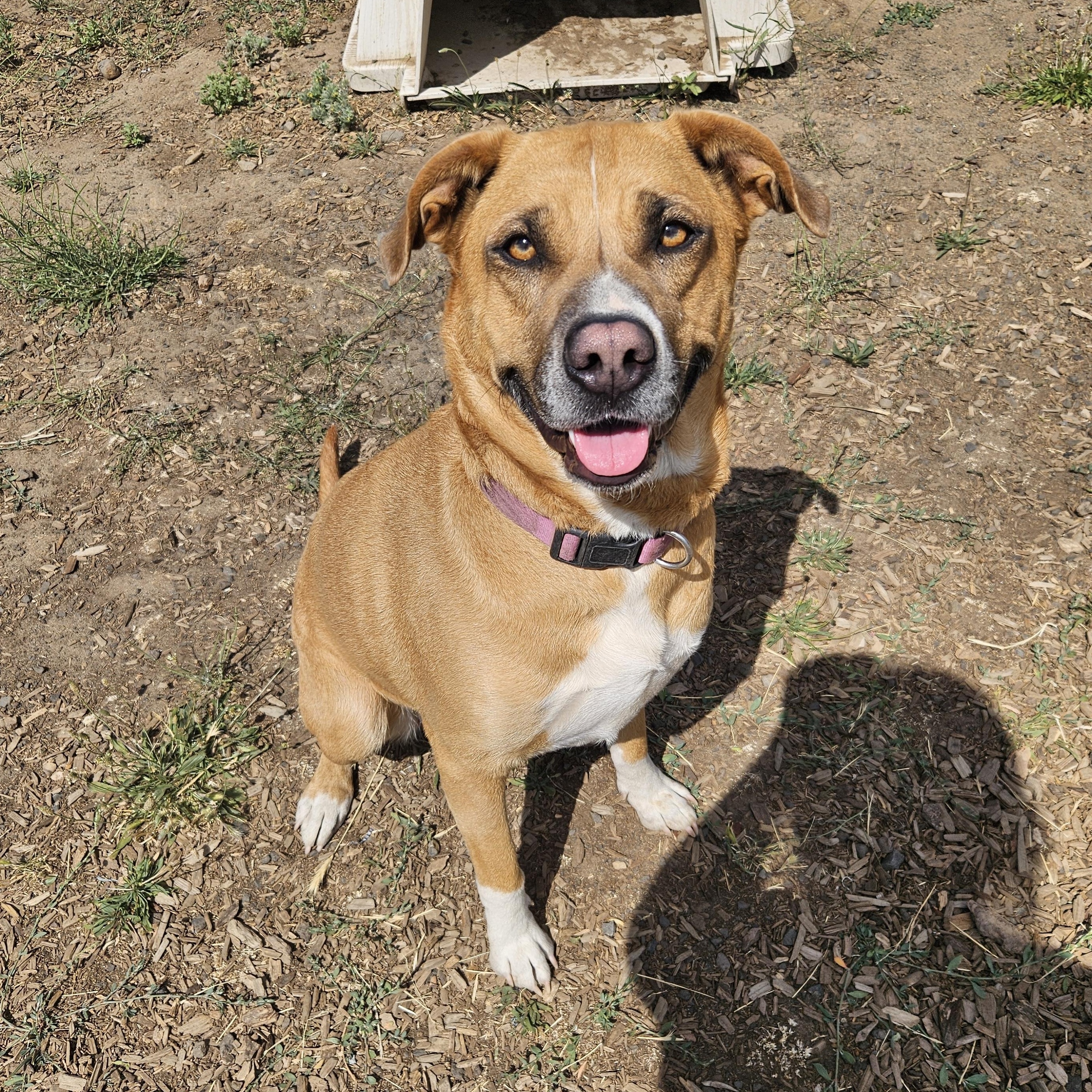 Meg, an adoptable German Shepherd Dog, Border Collie in The Dalles, OR, 97058 | Photo Image 2