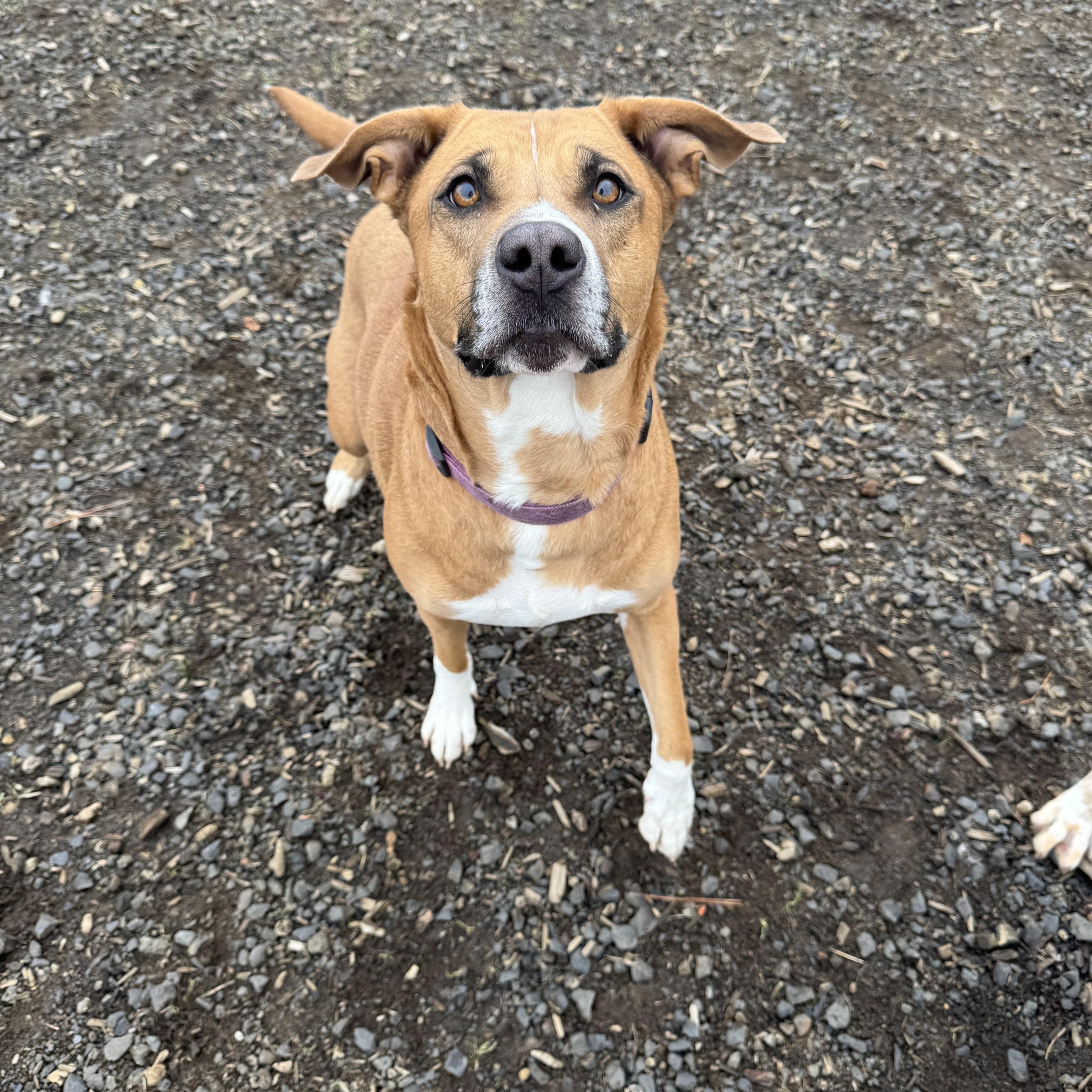 Meg, an adoptable German Shepherd Dog, Border Collie in The Dalles, OR, 97058 | Photo Image 4