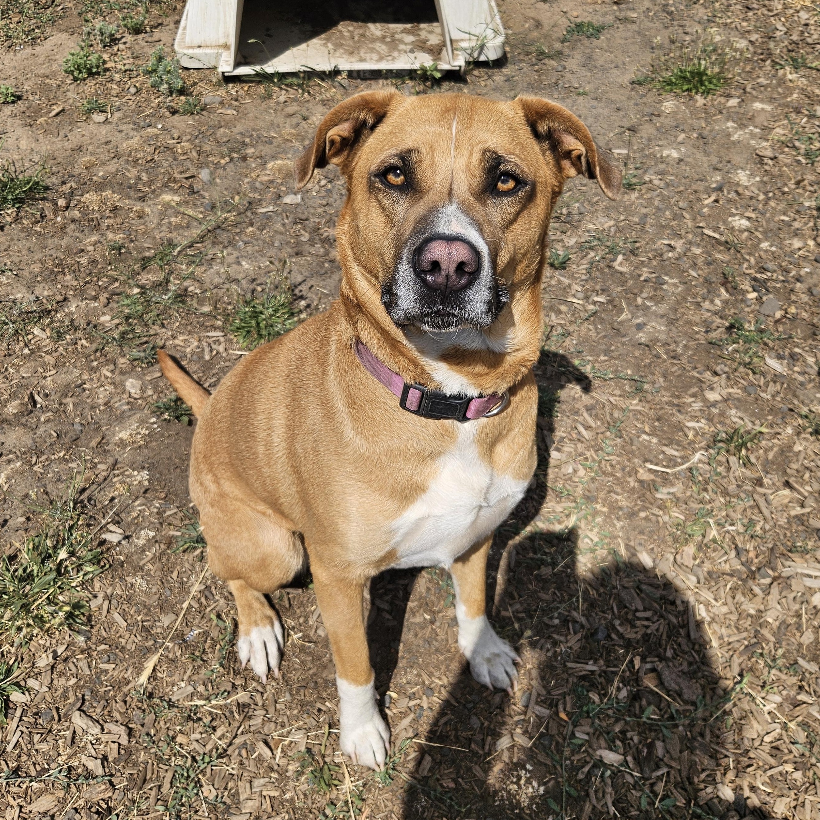Meg, an adoptable German Shepherd Dog, Border Collie in The Dalles, OR, 97058 | Photo Image 1