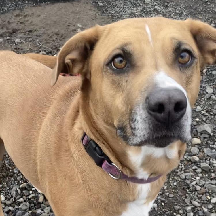 Meg, an adoptable German Shepherd Dog, Border Collie in The Dalles, OR, 97058 | Photo Image 5