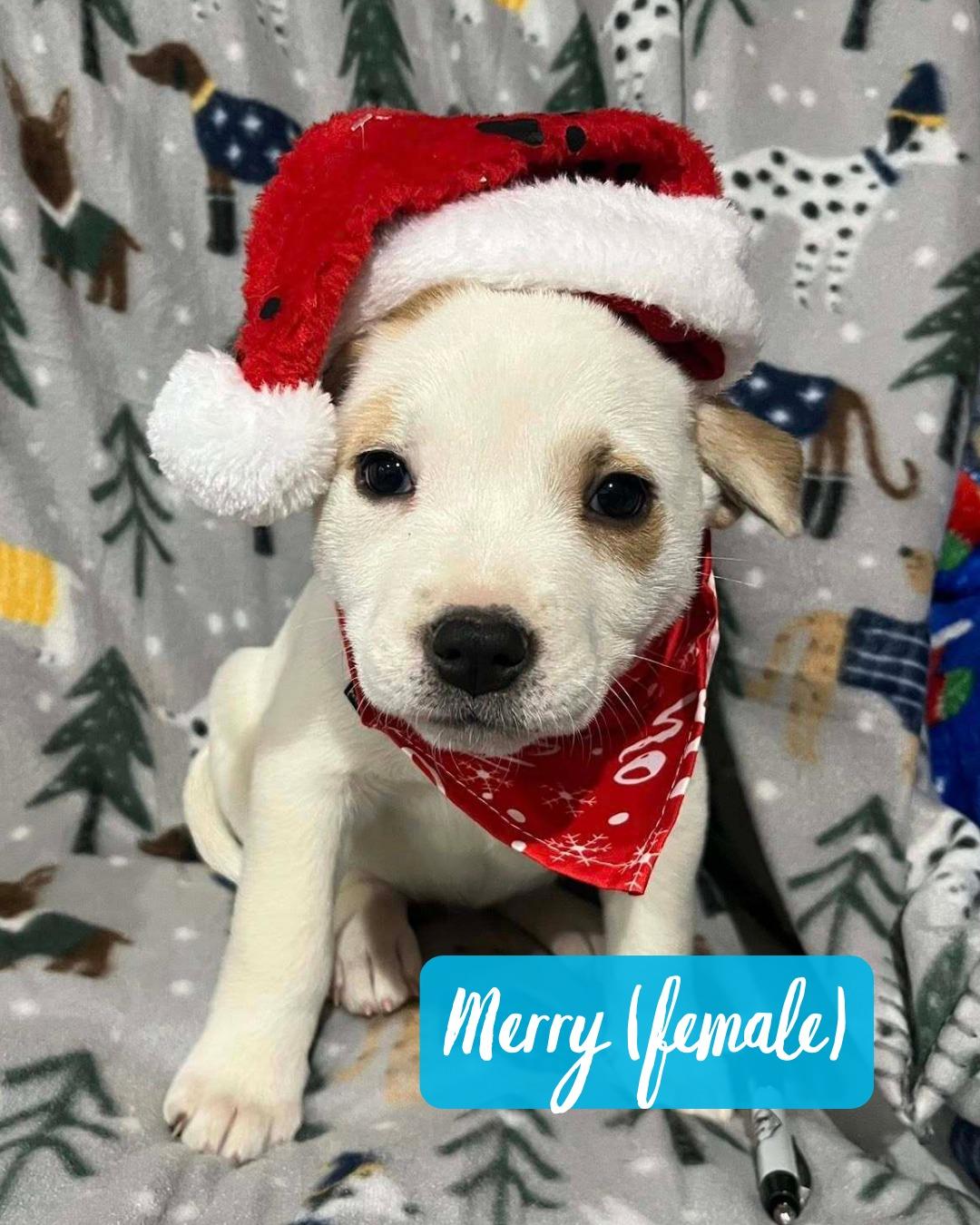 Enlarge Merry (IN TRIAL ADOPTION), an adopted mixed breed in Nantucket, MA image 1/1