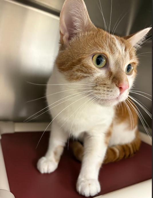 Canelo, ADOPTABLE, Adult Male Domestic Short Hair.