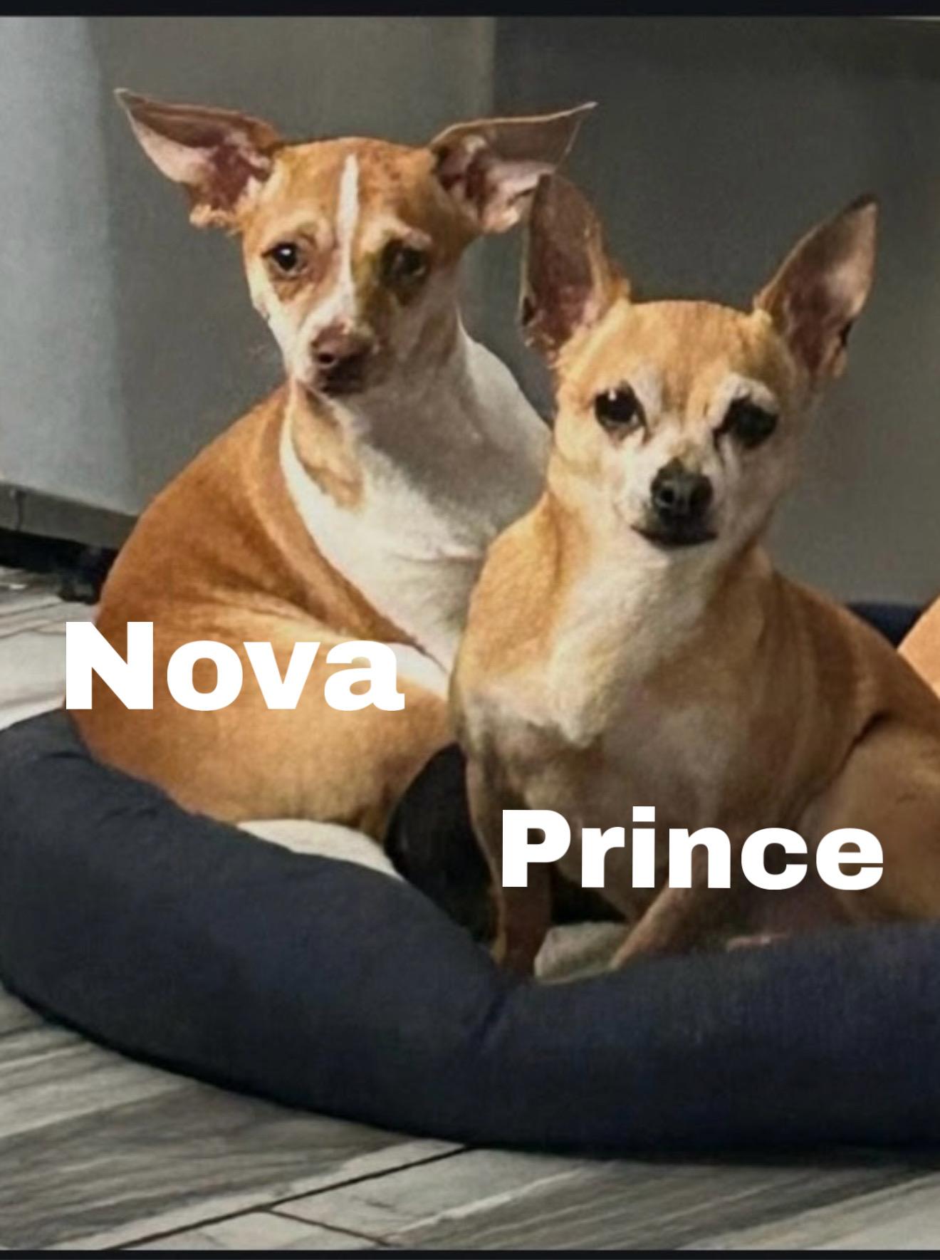 Nova 10 lbs , a ADOPTABLE Chihuahua in White Lake, MI image 3/3