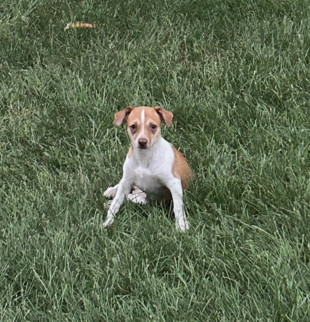 Nova 10 lbs , a ADOPTABLE Chihuahua in White Lake, MI image 2/3