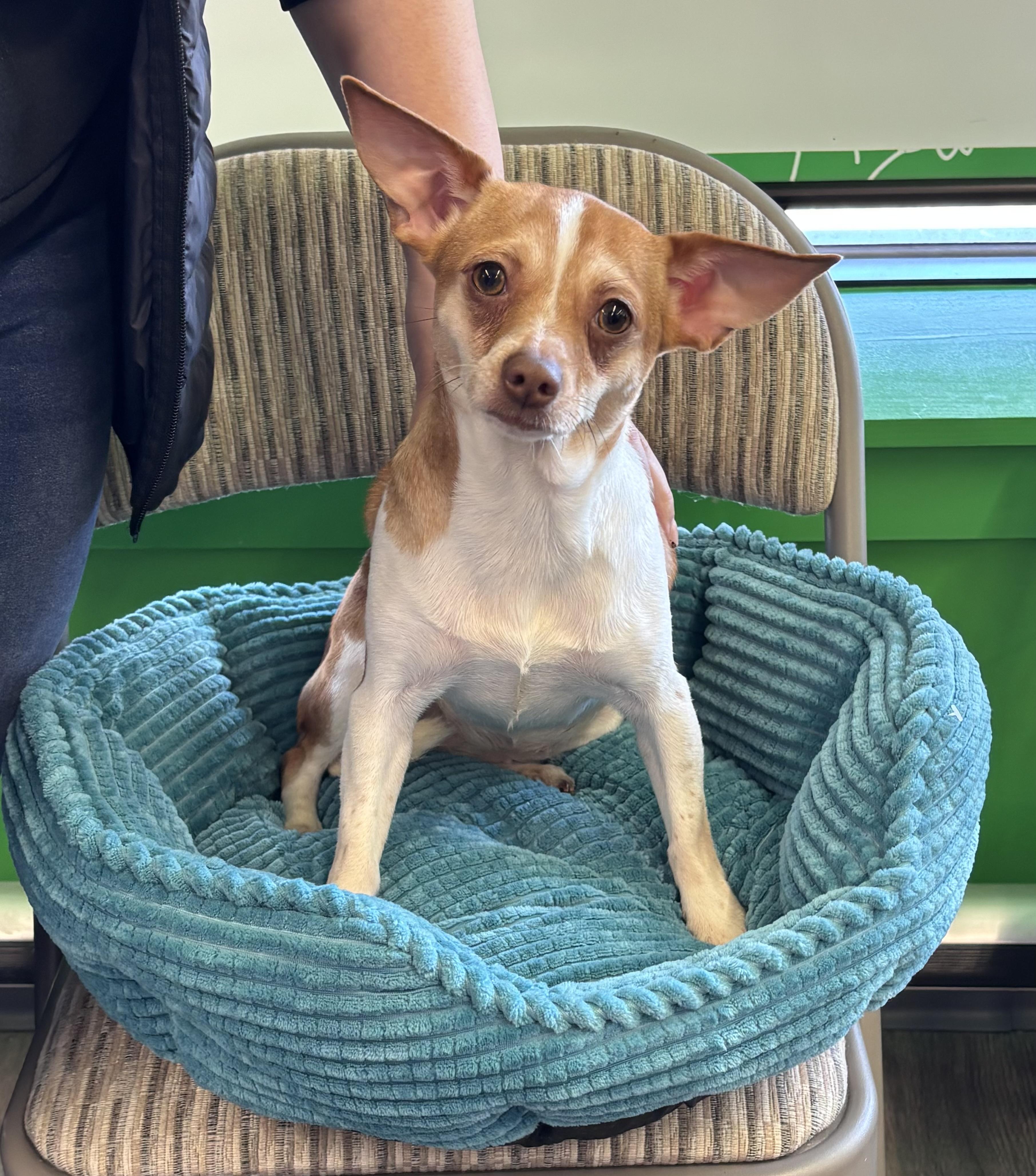 Nova 10 lbs , ADOPTABLE, Young Female Chihuahua.