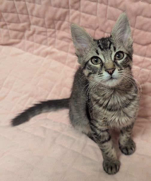 Iris, a Adoptable Domestic Medium Hair in Lafayette, LA image 2/6