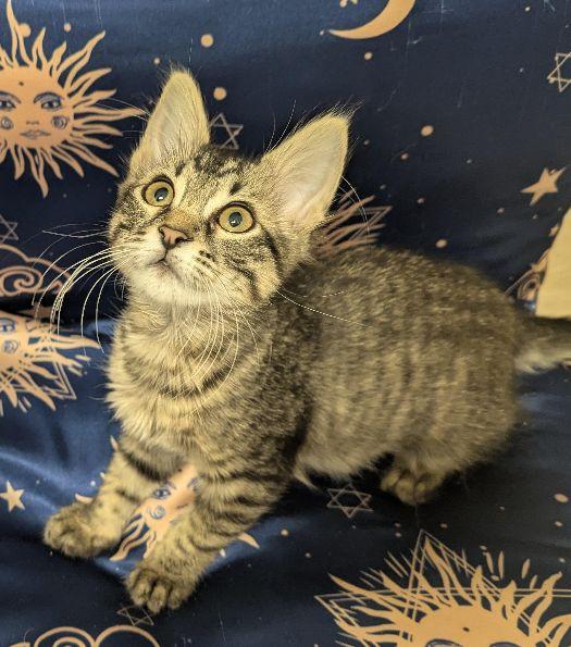 Iris, Adoptable, Kitten Female Domestic Medium Hair.