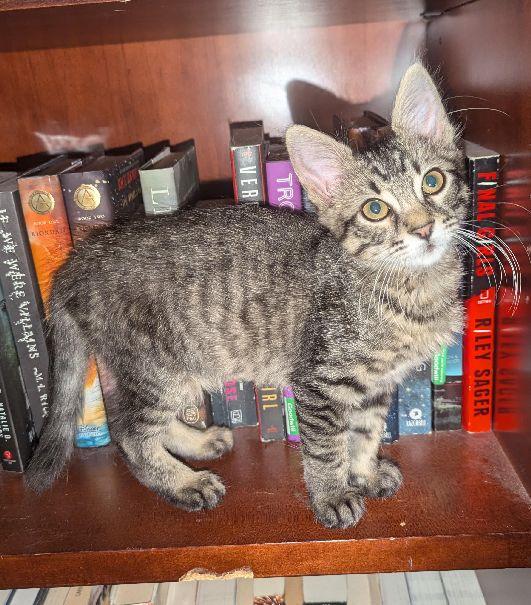 Iris, a Adoptable Domestic Medium Hair in Lafayette, LA image 3/6