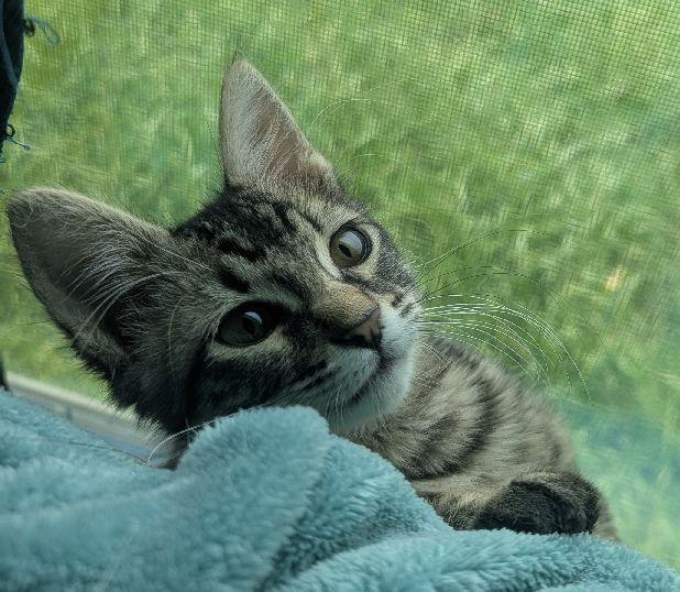 Iris, a Adoptable Domestic Medium Hair in Lafayette, LA image 4/6