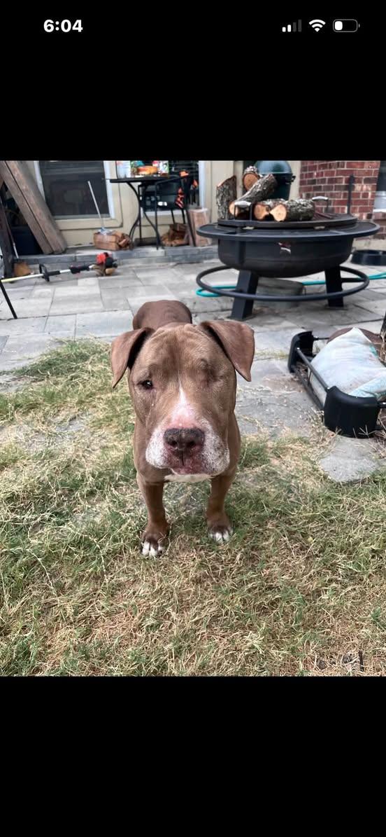 Enlarge Hayes, a Adoptable Pit Bull Terrier in Rowlett, TX image 1/3