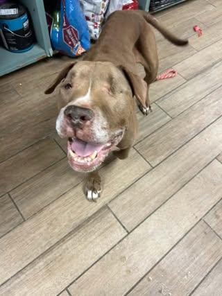 Enlarge Hayes, a Adoptable Pit Bull Terrier in Rowlett, TX image 2/3