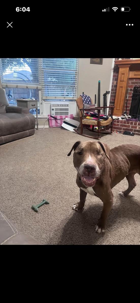Enlarge Hayes, a Adoptable Pit Bull Terrier in Rowlett, TX image 3/3