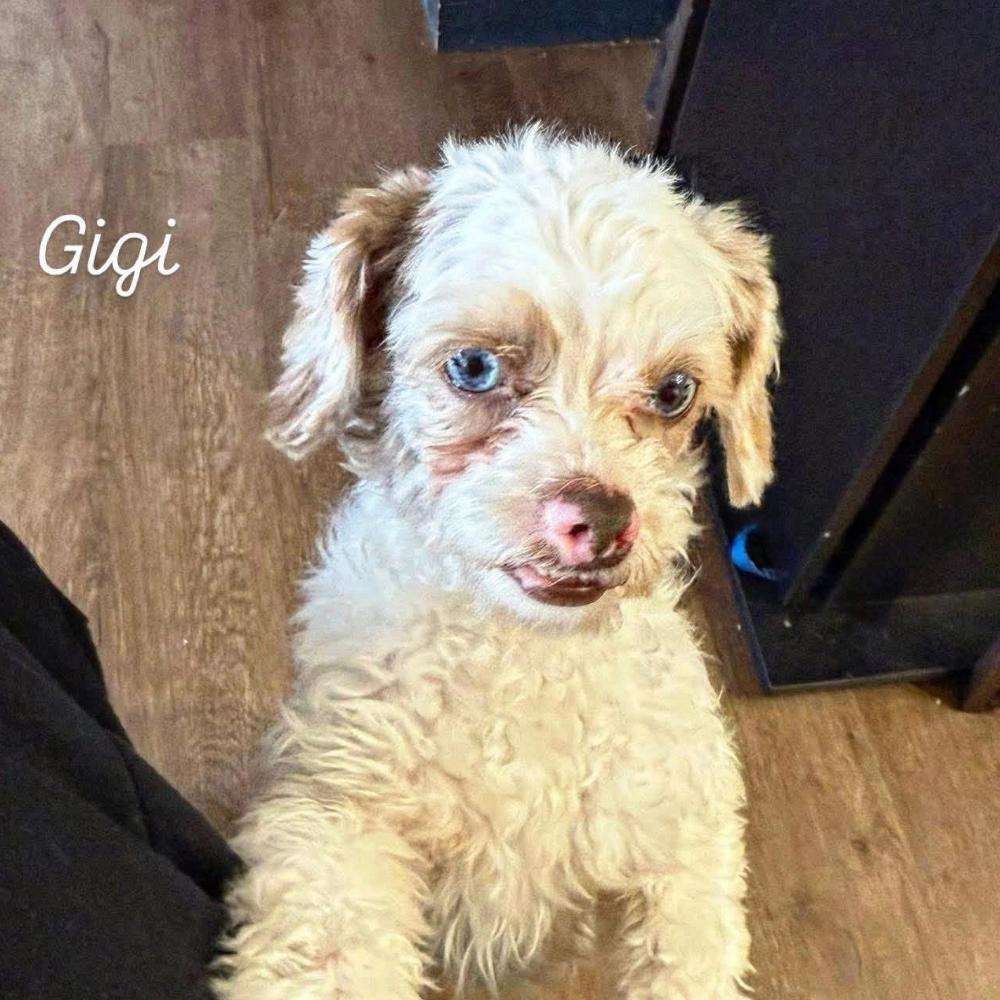 Gigi C-34341, Adoptable, Puppy Female Poodle & Australian Shepherd.